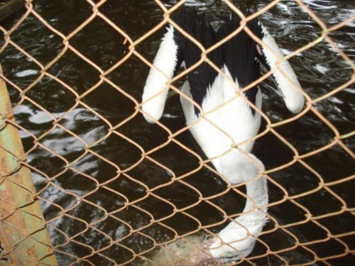 DSC03773_1